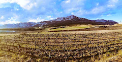 Bodegas Ruiz De Viñaspre S L