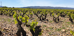Finca Vistahermosa - Enoturismo